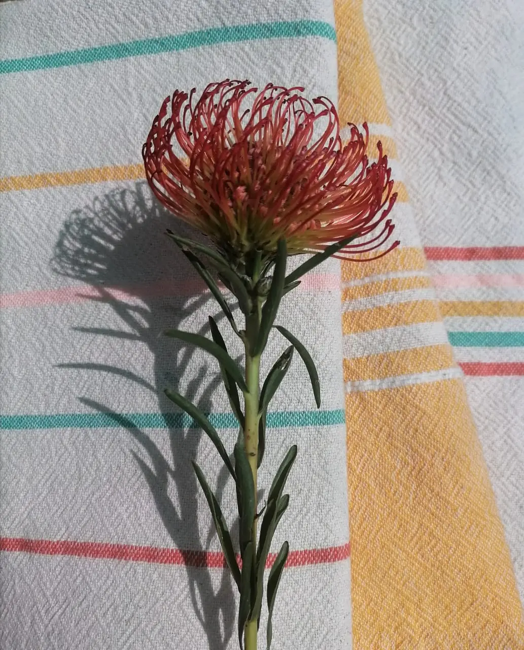 Nest gourmet food products and preserves